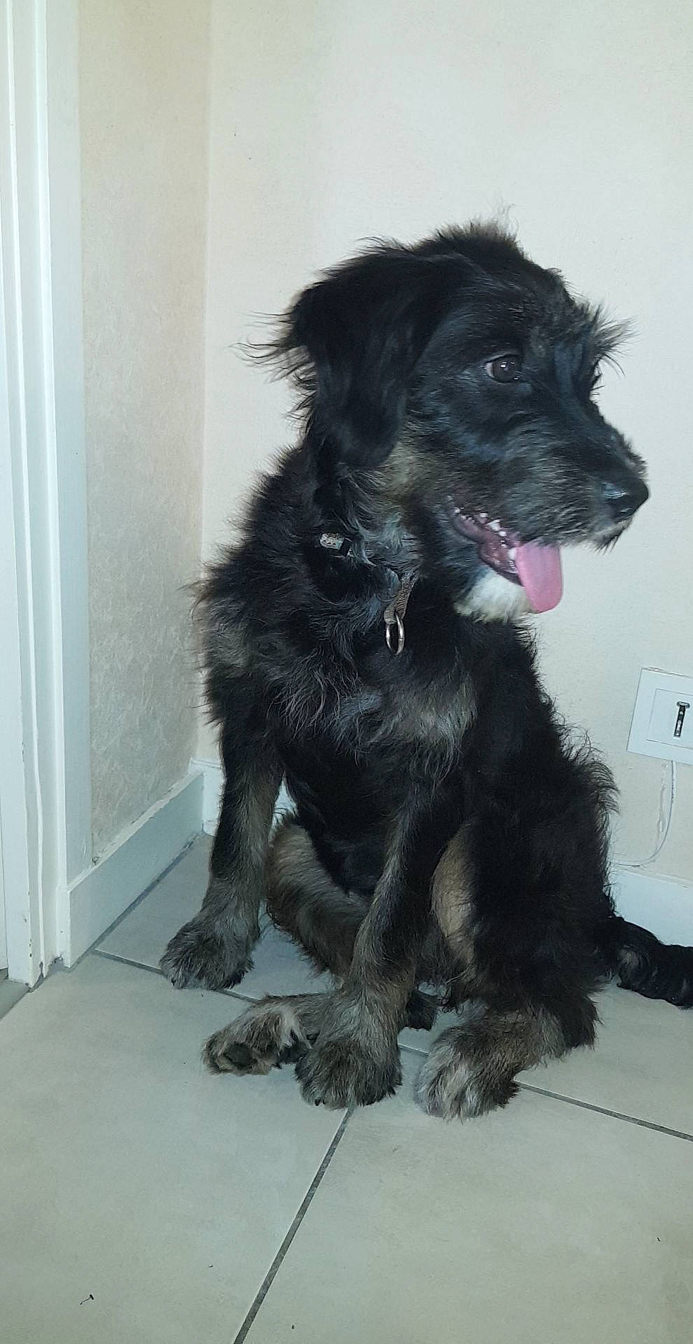 Pépita participe au concours pour gagner de l'argent avec cette photo : canidae, carnivore, dog, dog_breed, mammal, miniature_schnauzer, patterdale_terrier, puppy, schnauzer, snout, sporting_group, terrier, vertebrate