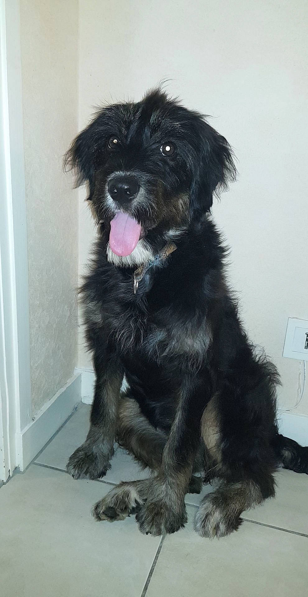 Pépita a rejoint le concours — aidez-le/la à gagner de superbes lots ! canidae, cao_da_serra_de_aires, carnivore, companion_dog, dog, dog_breed, mammal, miniature_schnauzer, puppy, rare_breed_dog, schnauzer, schnoodle, snout, sporting_group, terrier, tibetan_terrier, vertebrate