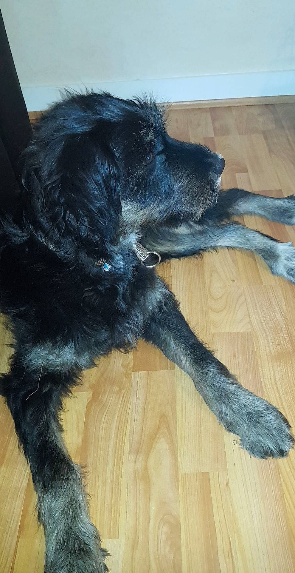 Pépita a rejoint le concours — aidez-le/la à gagner de superbes lots ! canidae, carnivore, dog, dog_breed, fur, snout, sporting_group, tail