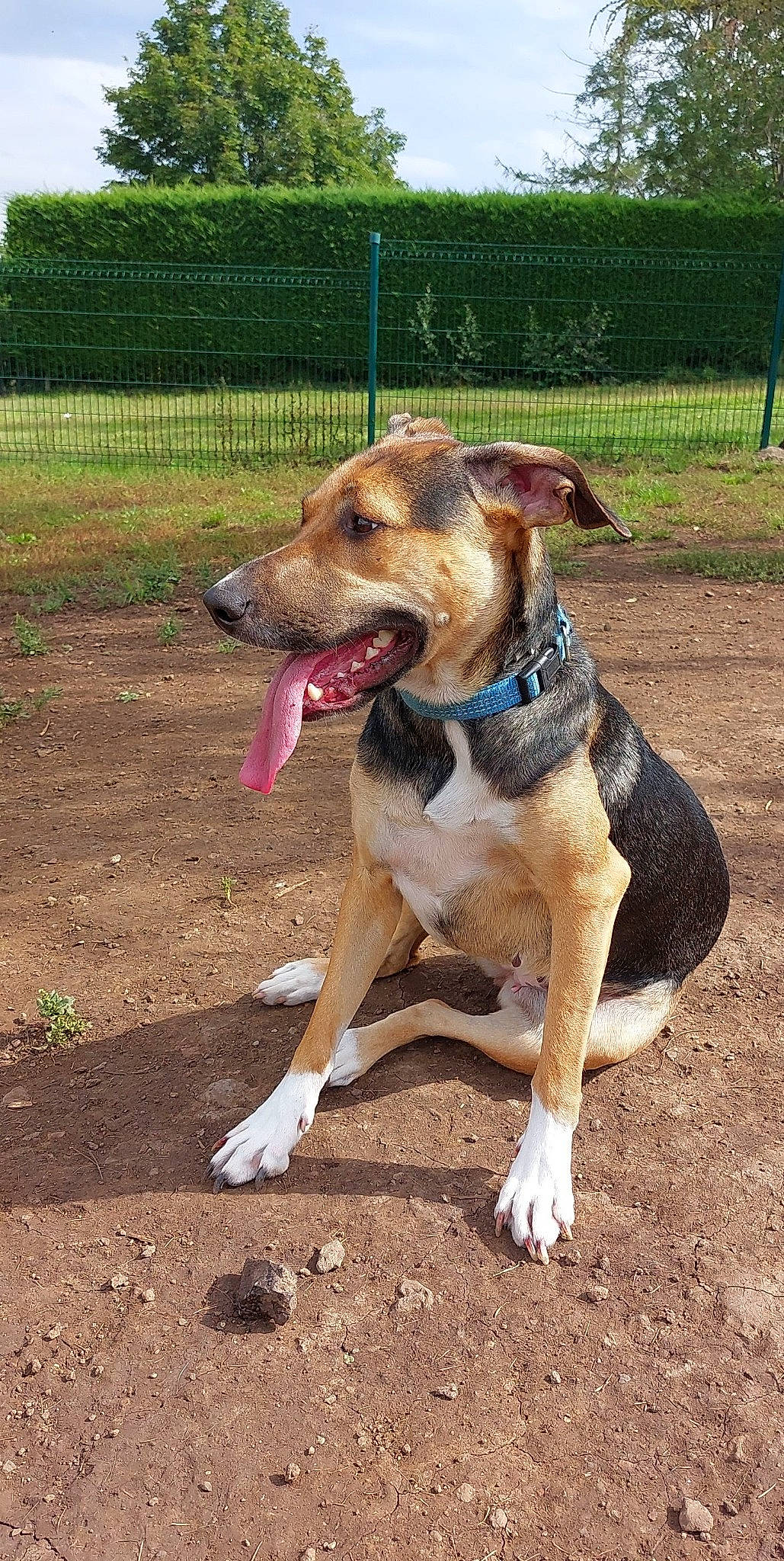 Câline participe au concours pour gagner de l'argent avec cette photo : carnivore, collar, companion_dog, dog, dog_breed, dog_collar, dog_supply, fawn, fence, herding_dog, leash, pet_supply, plant, soil, sporting_group, street_dog, tail, tree, working_animal, working_dog