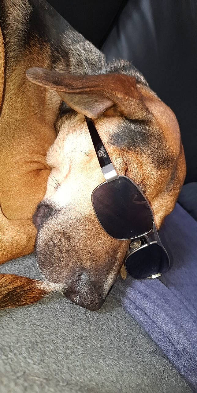 Câline a rejoint le concours — aidez-le/la à gagner de superbes lots ! antelope, big_cats, claw, close_up, collar, dog_breed, fawn, fur, horn, lion, liver, paw, pet_supply, snout, sporting_group, terrestrial_animal, whiskers, wildlife, working_animal, wrinkle