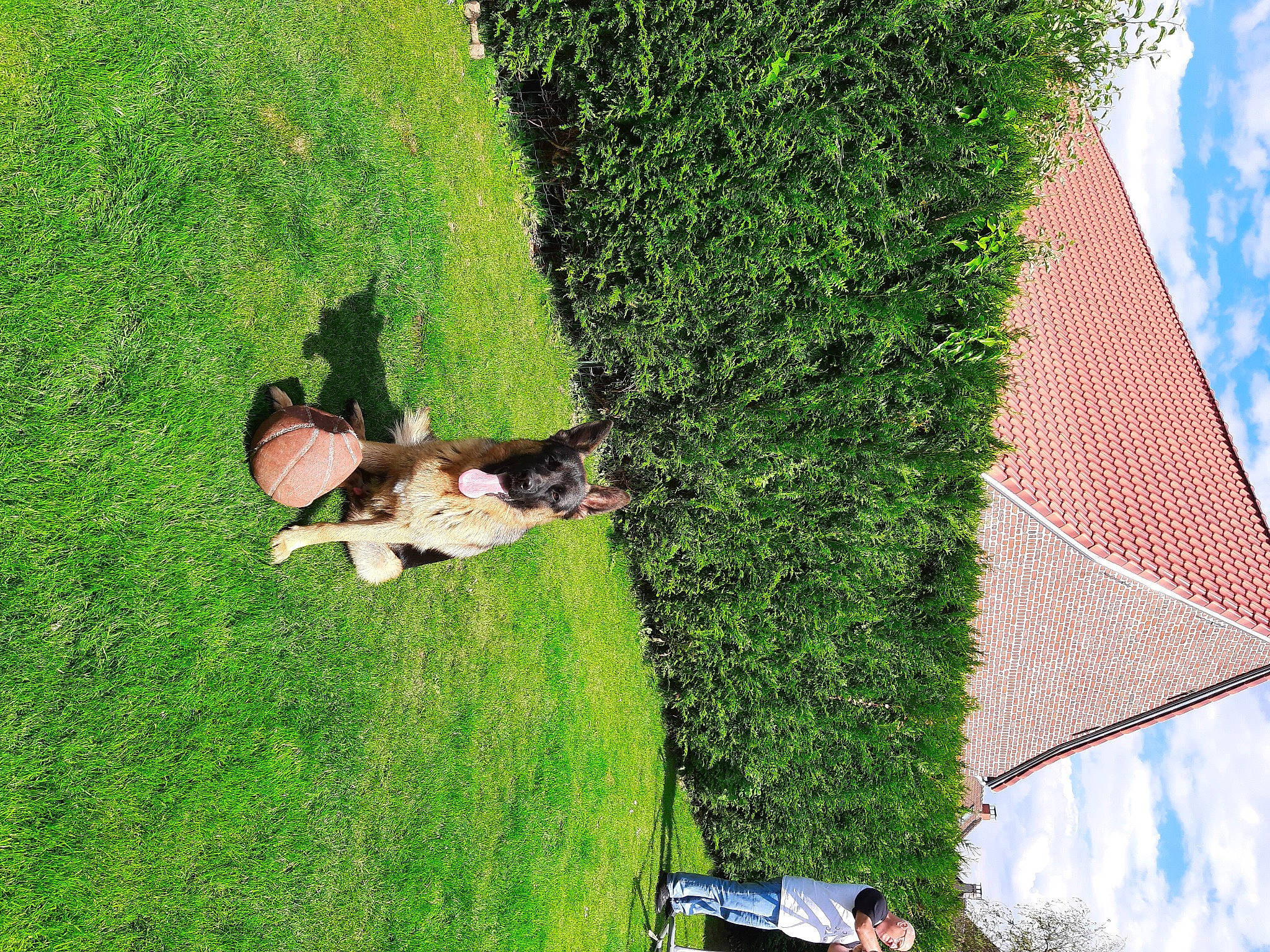 Scotty a rejoint le concours — aidez-le/la à gagner de superbes lots ! biome, cloud, grass, grass_family, grassland, green, groundcover, hedge, landscape, lawn, leaf, leisure, nature, people_in_nature, plant, shrub, sky, slope, tree, vegetation