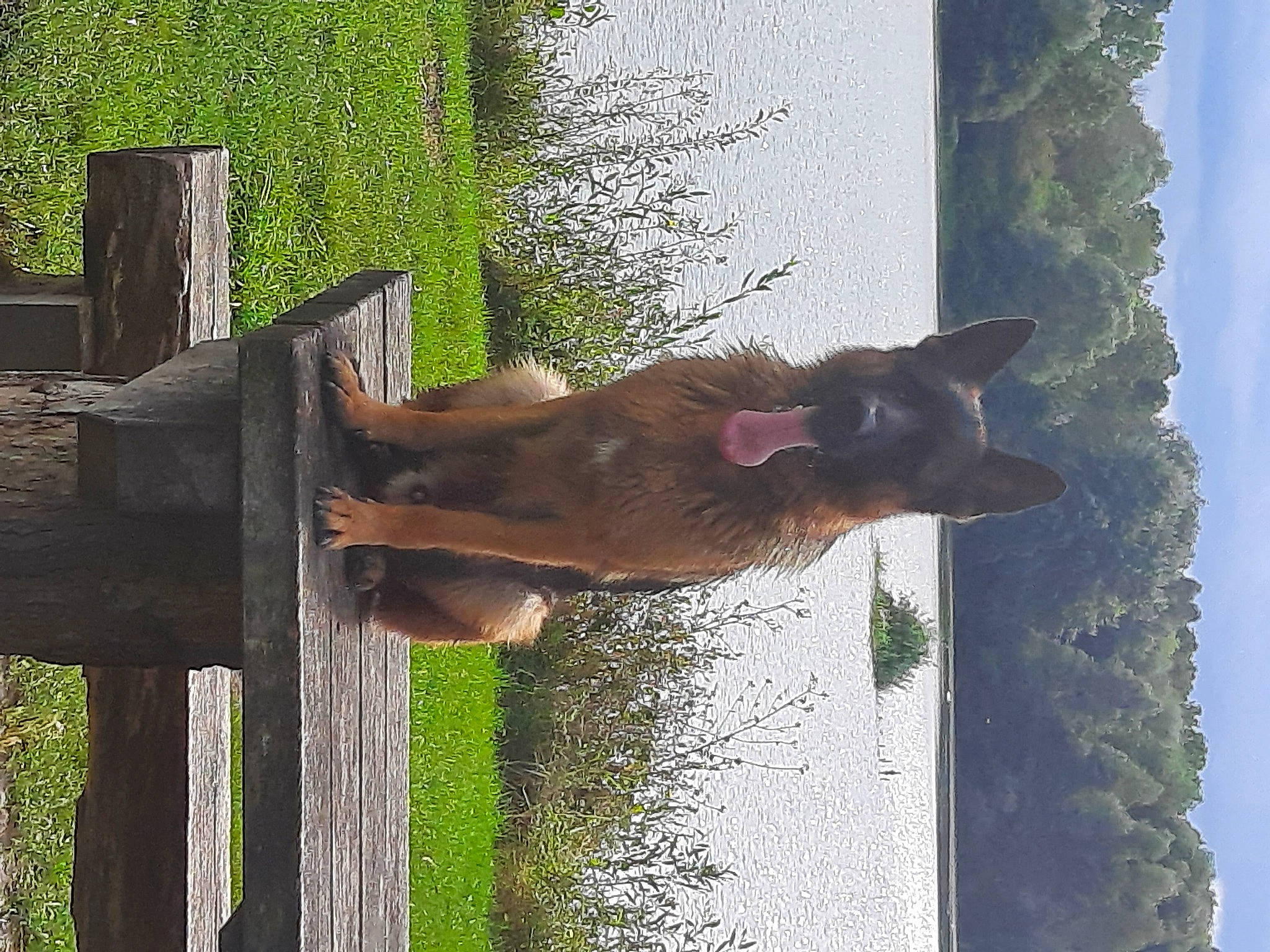 Scotty a rejoint le concours — aidez-le/la à gagner de superbes lots ! carnivore, cat, dog_breed, fawn, felidae, grass, liver, pet_supply, plant, sky, small_to_medium_sized_cats, snout, sporting_group, tail, tree, vertebrate, water, wildlife, window, wood