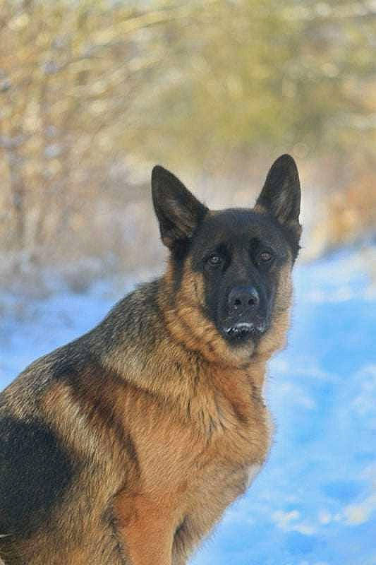 Scotty a rejoint le concours — aidez-le/la à gagner de superbes lots ! canidae, carnivore, dog, dog_breed, east_european_shepherd, eye, fawn, german_shepherd_dog, herding_dog, king_shepherd, old_german_shepherd_dog, snow, sporting_group, terrestrial_animal, tervuren, tree, water, working_animal, working_dog