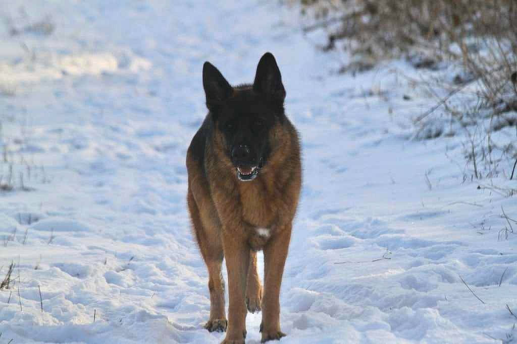 Scotty a rejoint le concours — aidez-le/la à gagner de superbes lots ! canidae, canis, carnivore, dog, dog_breed, dog_supply, east_european_shepherd, fawn, freezing, german_shepherd_dog, old_german_shepherd_dog, snout, snow, sporting_group, tail, terrestrial_animal, tree, winter, wolf, working_dog