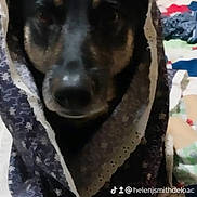 Molly Mae joined the competition — help win amazing prizes! dog, blanket, quilt, bed, indoors, cozy, wrapped, animal, pet, canine, fur, snug, resting, calm, portrait, comfort, domestic, cute, warm, home