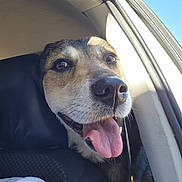 Maggie Mae is registered to the contest to win money with this photo: dog, pet, car, tongue_out, sunlight, window, happy, canine, animal, transportation, head, closeup, black_fur, brown_fur, seat, interior, daytime, sky, vehicle, leisure