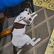 Bella is registered to the contest to win money with this photo: bare_foot, blue_shirt, brown_spot, carpet, chair_leg, companion, curious, dog, domestic_animal, floor, home, indoor, looking_up, lying_down, person, pet, relaxed, rug, tiled_floor, white_dog