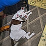 bare_foot, blue_shirt, brown_spot, carpet, chair_leg, companion, curious, dog, domestic_animal, floor, home, indoor, looking_up, lying_down, person, pet, relaxed, rug, tiled_floor, white_dog