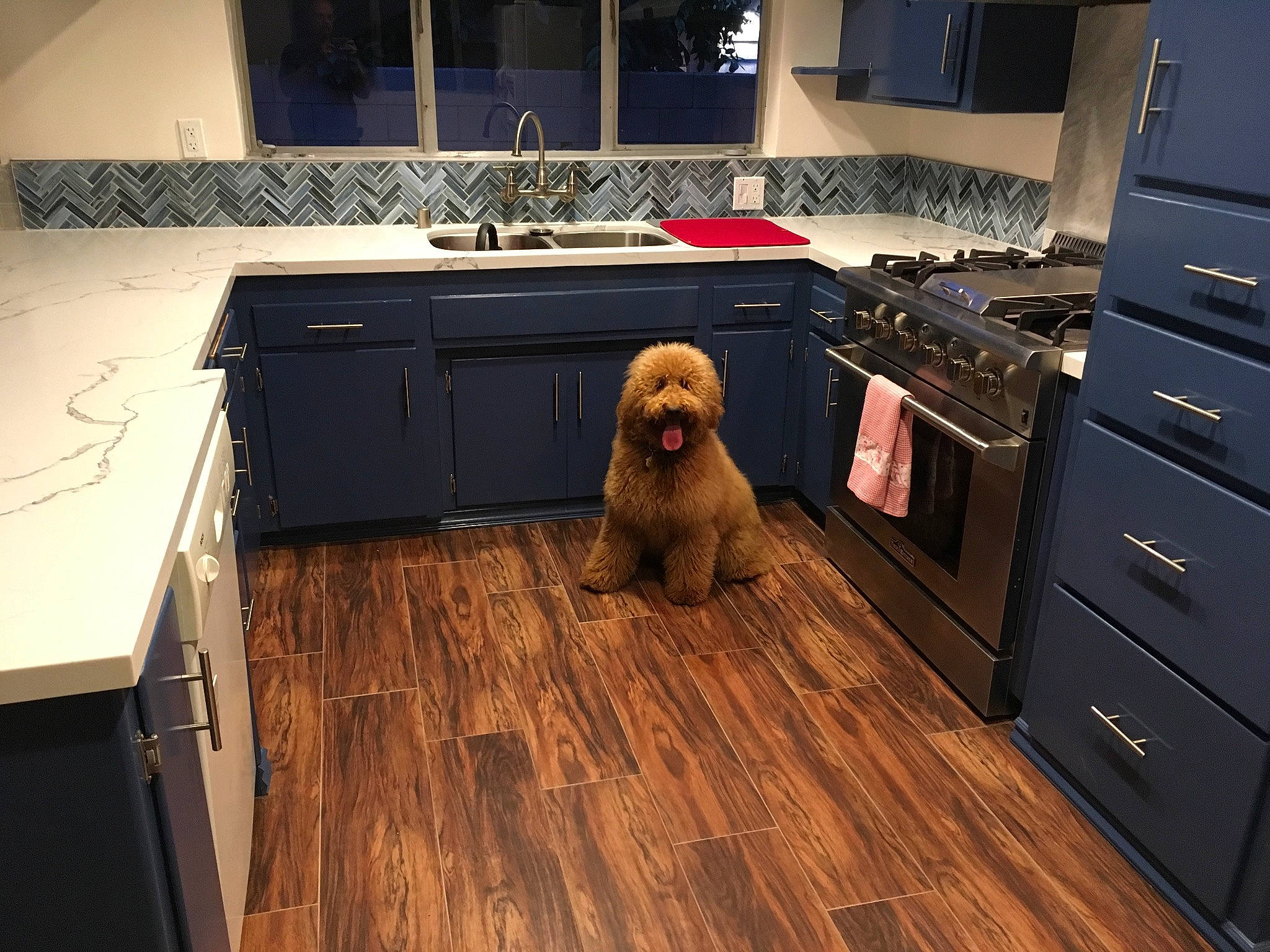 Ginny is registered to the contest to win money with this photo: cabinetry, carnivore, companion_dog, dog, dog_breed, drawer, dresser, fawn, floor, flooring, hardwood, kitchen, laminate_flooring, liver, plank, sporting_group, varnish, wood, wood_flooring, wood_stain