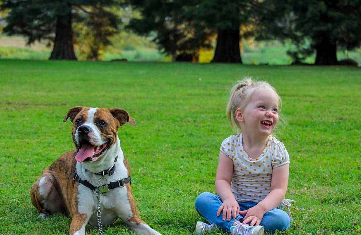 Miyah is registered to the contest to win money with this photo: american_bulldog, american_staffordshire_terrier, australian_bulldog, bulldog, canidae, carnivore, child, companion_dog, dog, dog_breed, fawn, grass, joy, mammal, non_sporting_group, old_english_bulldog, olde_english_bulldogge, person, renascence_bulldogge, sporting_group