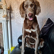 Willow joined the competition — help win amazing prizes! dog, brown_dog, tongue_out, sitting, black_leather_couch, fireplace, decorative, wallpaper, tree_pattern, indoors, pet, canine, fur, ears, nose, paws, home_interior, cozy, cute, animal