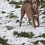 dog, brown_dog, snow, grass, outdoor, animal, pet, winter, nature, canine, fur, alert, mammal, field, standing, looking, calm, daylight, ground, closeup