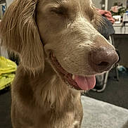 Willow is registered to the contest to win money with this photo: animal_portrait, canine, close_up, closed_eyes, companion, cozy, dog, domestic_animal, ears, fur, furniture, happy, indoor, living_room, mouth, muzzle, nose, pet, smiling, tongue_out