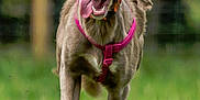 Willow is registered to the contest to win money with this photo: animal, blurred_background, canine, collar, dog, ears, energetic, field, fur, grass, happy, motion, muzzle, nature, outdoor, pet, pink_harness, playful, running, tongue