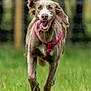 dog, running, grass, outdoor, canine, happy, tongue, pink_harness, ears, motion, playful, pet, animal, nature, field, fur, muzzle, collar, energetic, blurred_background