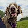 dog, canine, pet, happy, panting, purple_harness, outdoor, grass, sky, cloudy, brown_fur, ears, snout, tongue, close_up, animal, mammal, nature, daytime, playful