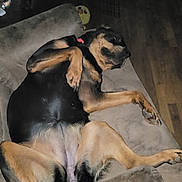 Mya joined the competition — help win amazing prizes! dog, couch, relaxed, sprawled, indoor, pet, canine, furniture, brown, black, animal, sleeping, comfort, home, paw, laying_down, resting, large_dog, domestic_animal, living_room