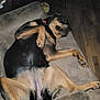 dog, couch, relaxed, sprawled, indoor, pet, canine, furniture, brown, black, animal, sleeping, comfort, home, paw, laying_down, resting, large_dog, domestic_animal, living_room