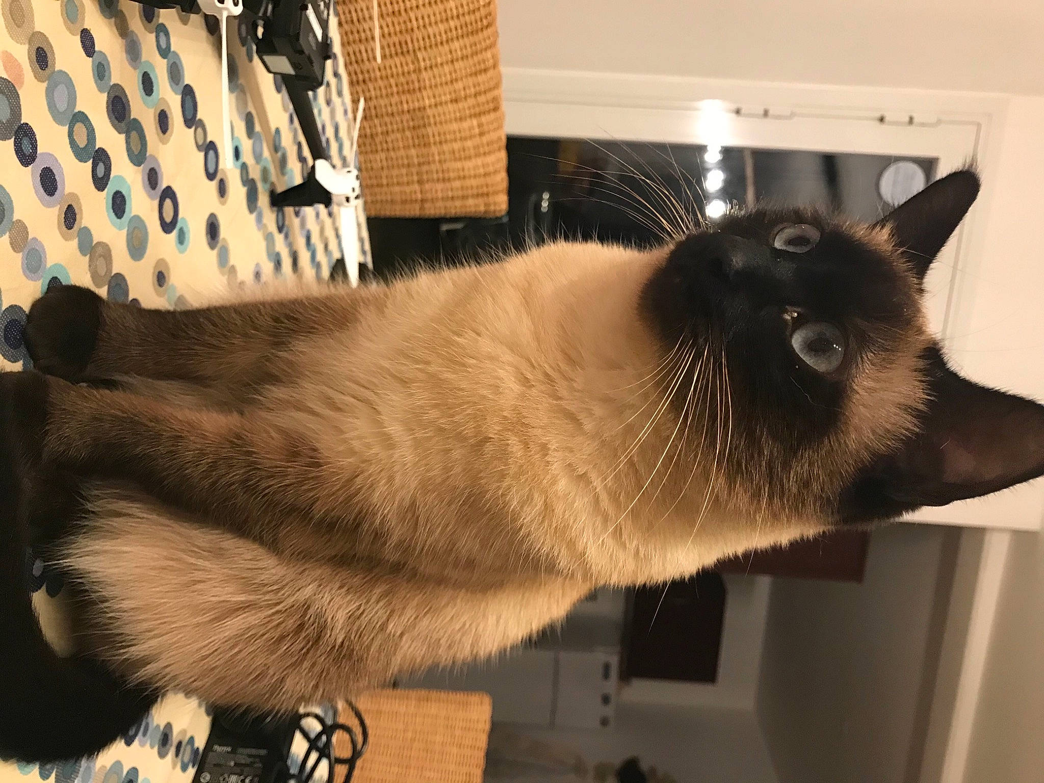 Orilia participe au concours pour gagner de l'argent avec cette photo : balinese, carnivore, cat, dog_breed, domestic_short_haired_cat, eye, fawn, felidae, flooring, fur, siamese, small_to_medium_sized_cats, snout, tail, terrestrial_animal, thai, tonkinese, whiskers