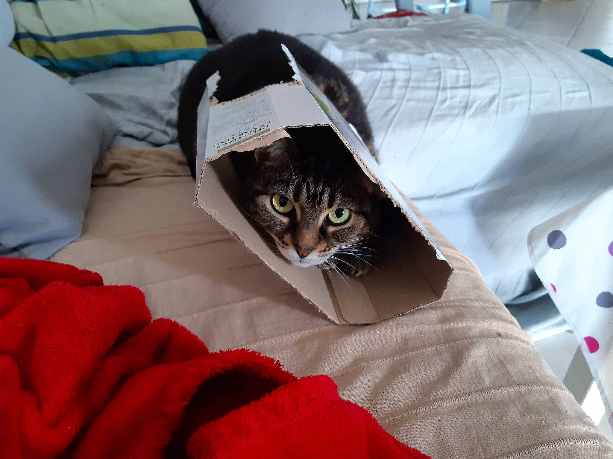 Chouchou participe au concours pour gagner de l'argent avec cette photo : bag, bed, bed_sheet, bedding, carmine, carnivore, cat, comfort, domestic_short_haired_cat, felidae, fur, grey, linens, luggage_and_bags, pillow, room, sleeve, small_to_medium_sized_cats, textile, whiskers