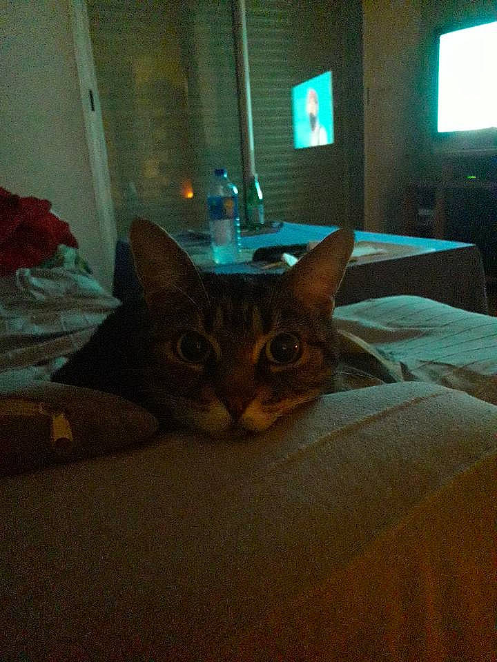 Chouchou a rejoint le concours — aidez-le/la à gagner de superbes lots ! bedding, carnivore, cat, comfort, couch, fawn, felidae, floor, flooring, grey, hardwood, linens, picture_frame, small_to_medium_sized_cats, snout, tail, television, textile, whiskers, wood