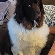 Bentley is registered to the contest to win money with this photo: dog, fluffy, brown_couch, pillows, indoor, pet, white_fur, brown_fur, seated, calm, canine, furry, domestic_animal, closeup, companion, relaxed, living_room, home, animal, mammal