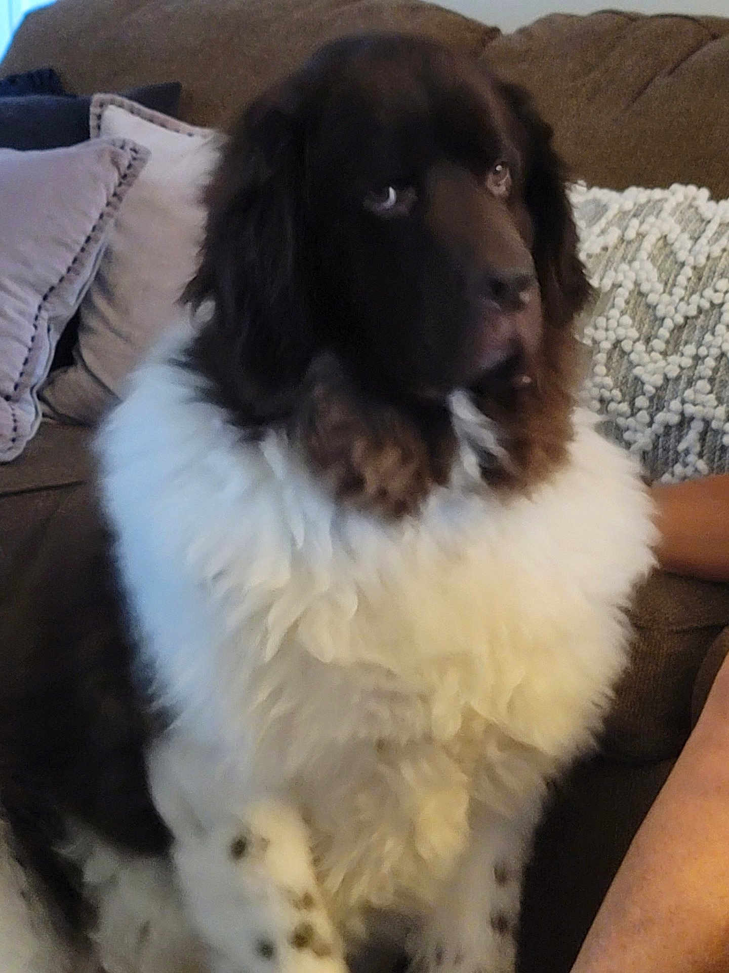 Bentley