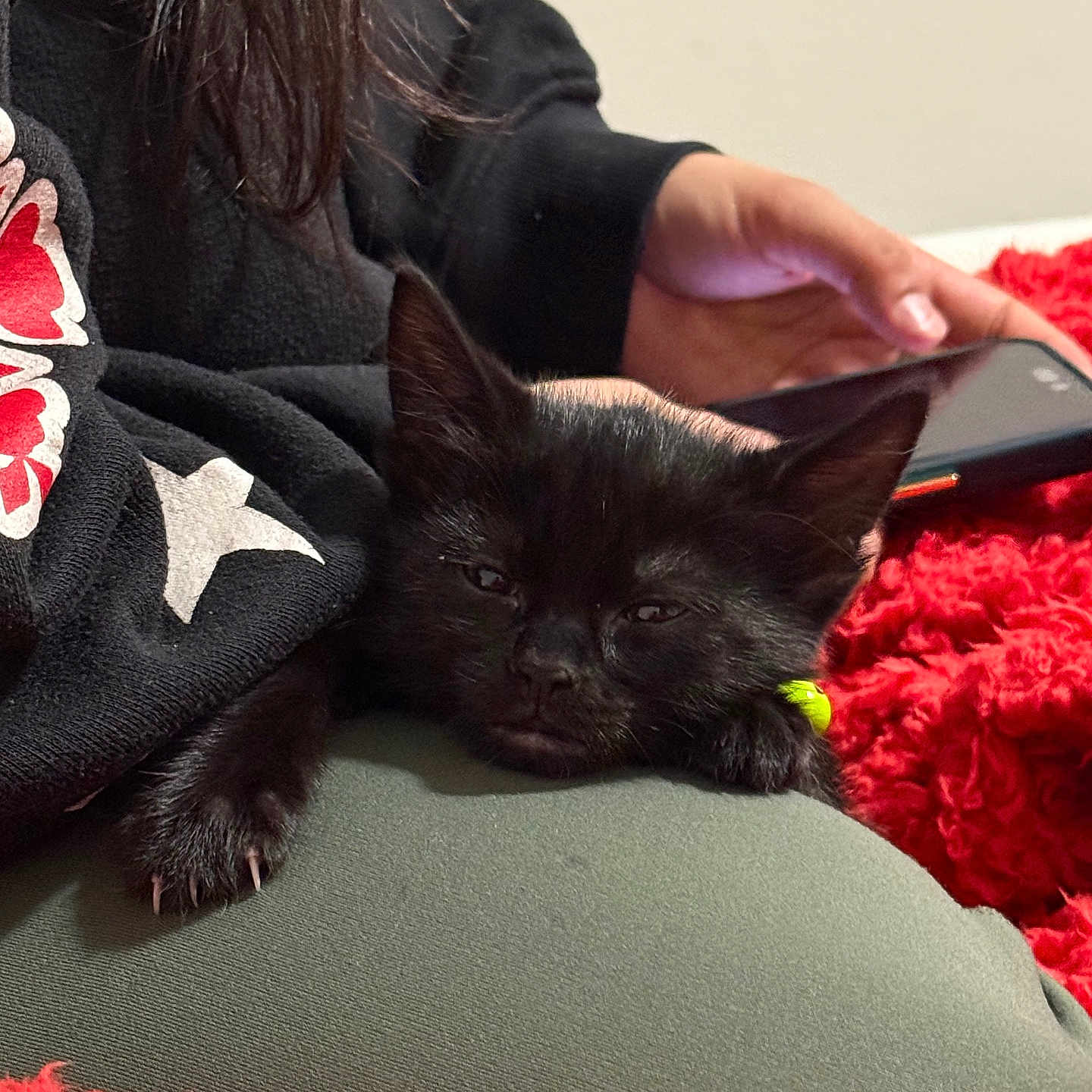 Sunny is registered to the contest to win money with this photo: animal, black_kitten, cat, closeup, clothing, comfort, cozy, feline, fur, hand, indoor, lap, nail, person, pet, phone, red_blanket, relaxing, resting, sleepy