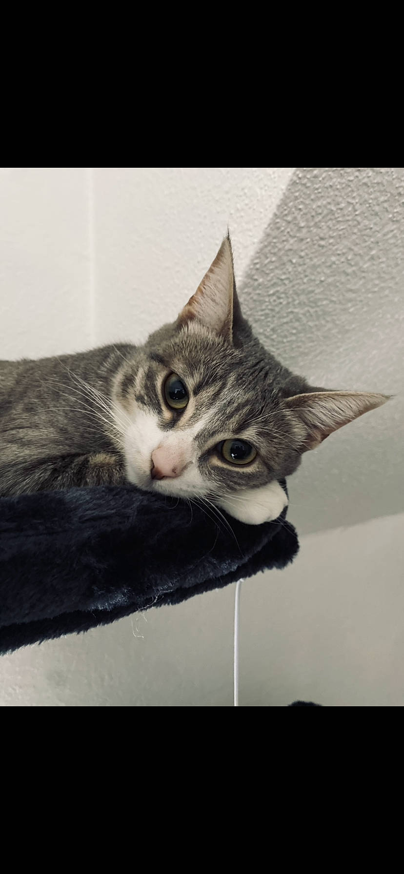 Lucy a rejoint le concours — aidez-le/la à gagner de superbes lots ! art, carnivore, cat, domestic_short_haired_cat, ear, felidae, fur, grey, monochrome_photography, paw, rectangle, small_to_medium_sized_cats, snout, stock_photography, tail, whiskers