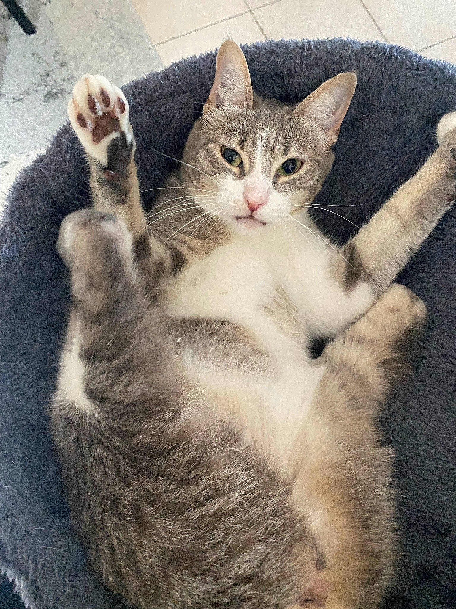 Lucy participe au concours pour gagner de l'argent avec cette photo : carnivore, cat, claw, domestic_short_haired_cat, eye, felidae, foot, fur, gesture, love, metal, paw, photo_caption, sitting, small_to_medium_sized_cats, snout, tail, whiskers, wildlife, window