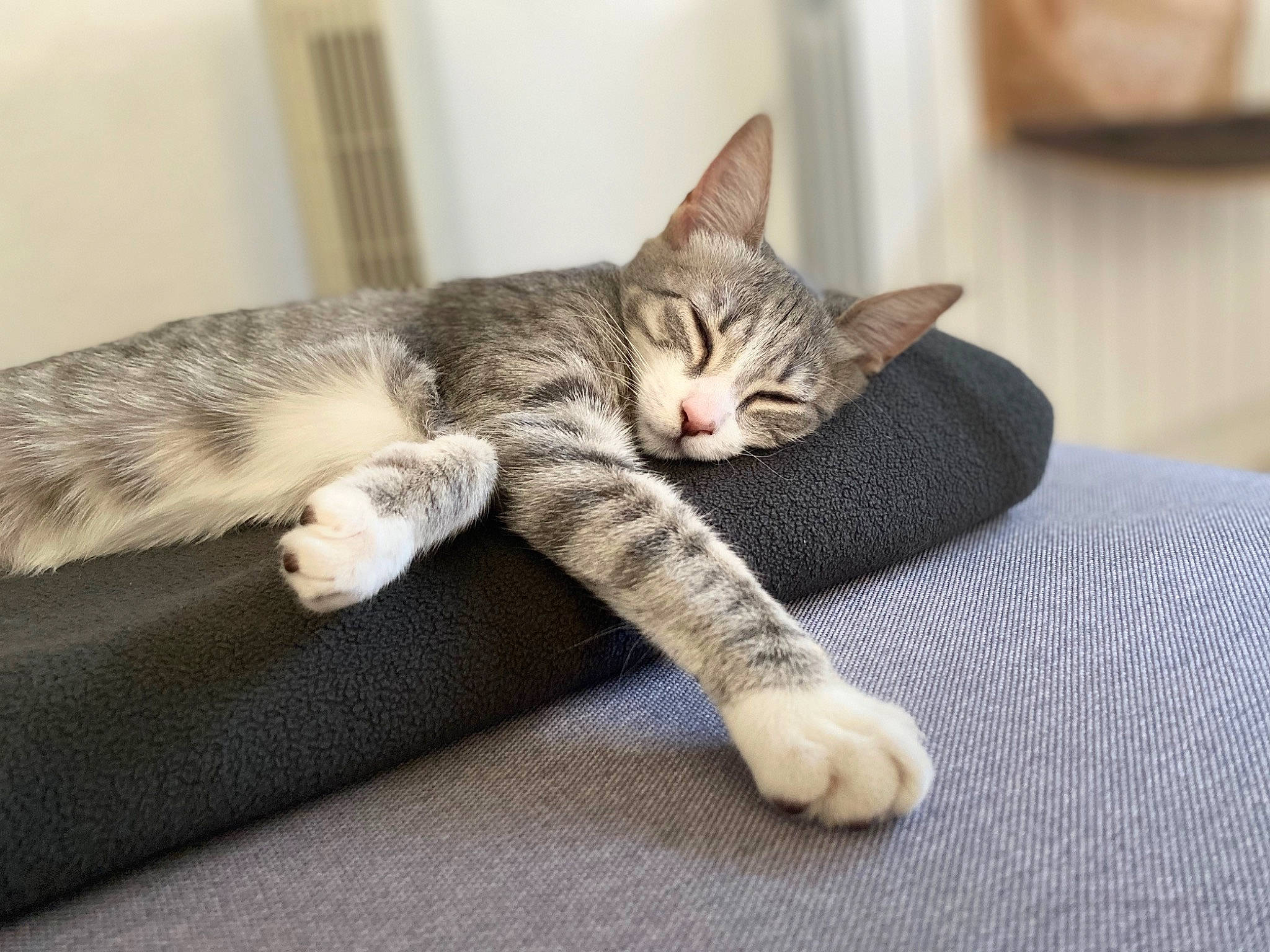 Lucy participe au concours pour gagner de l'argent avec cette photo : carnivore, cat, cat_supply, claw, comfort, domestic_short_haired_cat, felidae, fur, nap, paw, sitting, small_to_medium_sized_cats, snout, tail, vertebrate, whiskers