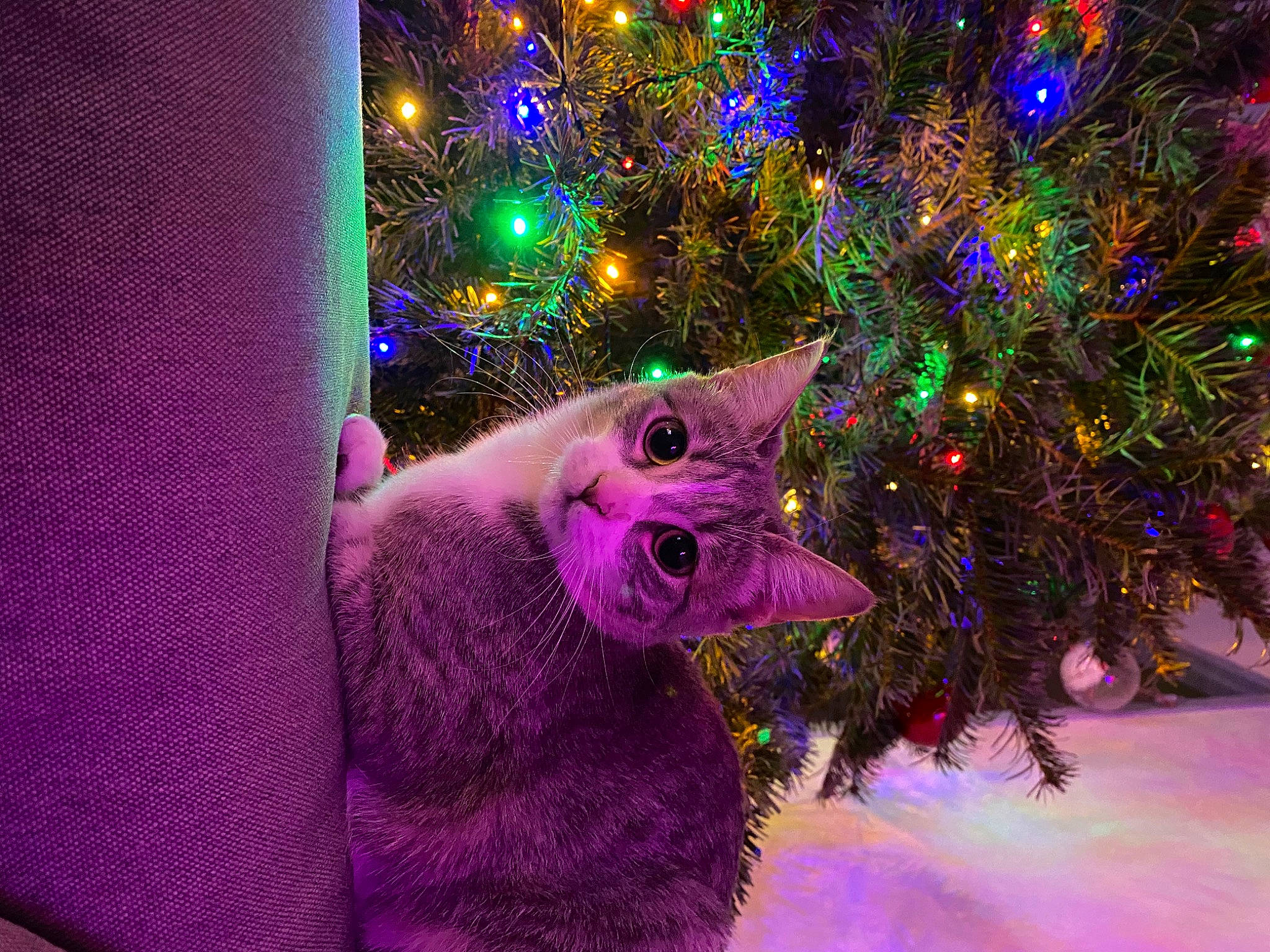 Lucy participe au concours pour gagner de l'argent avec cette photo : carnivore, cat, christmas, christmas_decoration, christmas_ornament, christmas_tree, electric_blue, evergreen, fawn, felidae, holiday_ornament, light, magenta, organism, ornament, purple, small_to_medium_sized_cats, snout, violet, whiskers