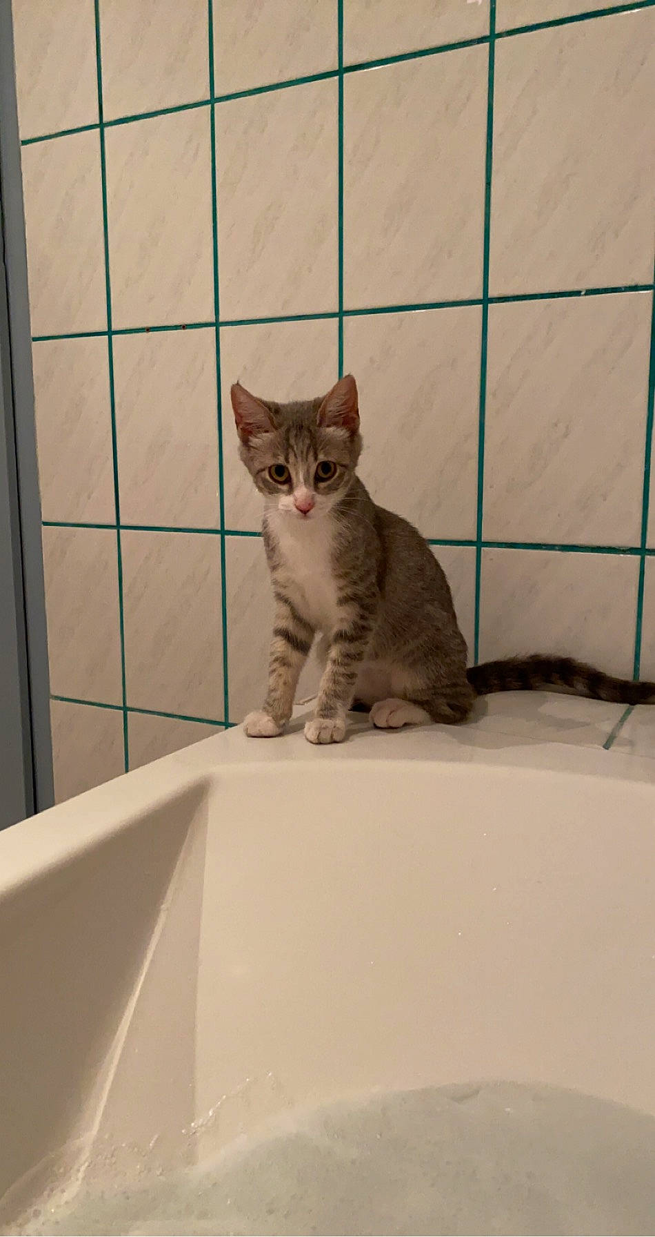 Lucy a rejoint le concours — aidez-le/la à gagner de superbes lots ! animal_shelter, bathroom, carnivore, cat, domestic_short_haired_cat, fawn, felidae, flooring, fur, pet_supply, rectangle, room, sitting, small_to_medium_sized_cats, snout, tail, terrestrial_animal, tile, whiskers, wood