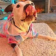 Kora Luna joined the competition — help win amazing prizes! dog, tongue, hoodie, tie_dye, carpet, indoor, living_room, fireplace, decor, pet, cute, playful, muzzle, paw, cozy, furniture, shelf, warm_lighting, animal, canine