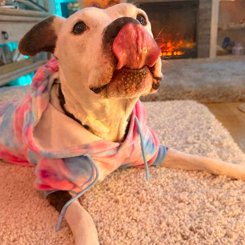 Kora Luna joined the competition — help win amazing prizes! animal, canine, carpet, cozy, cute, decor, dog, fireplace, furniture, hoodie, indoor, living_room, muzzle, paw, pet, playful, shelf, tie_dye, tongue, warm_lighting