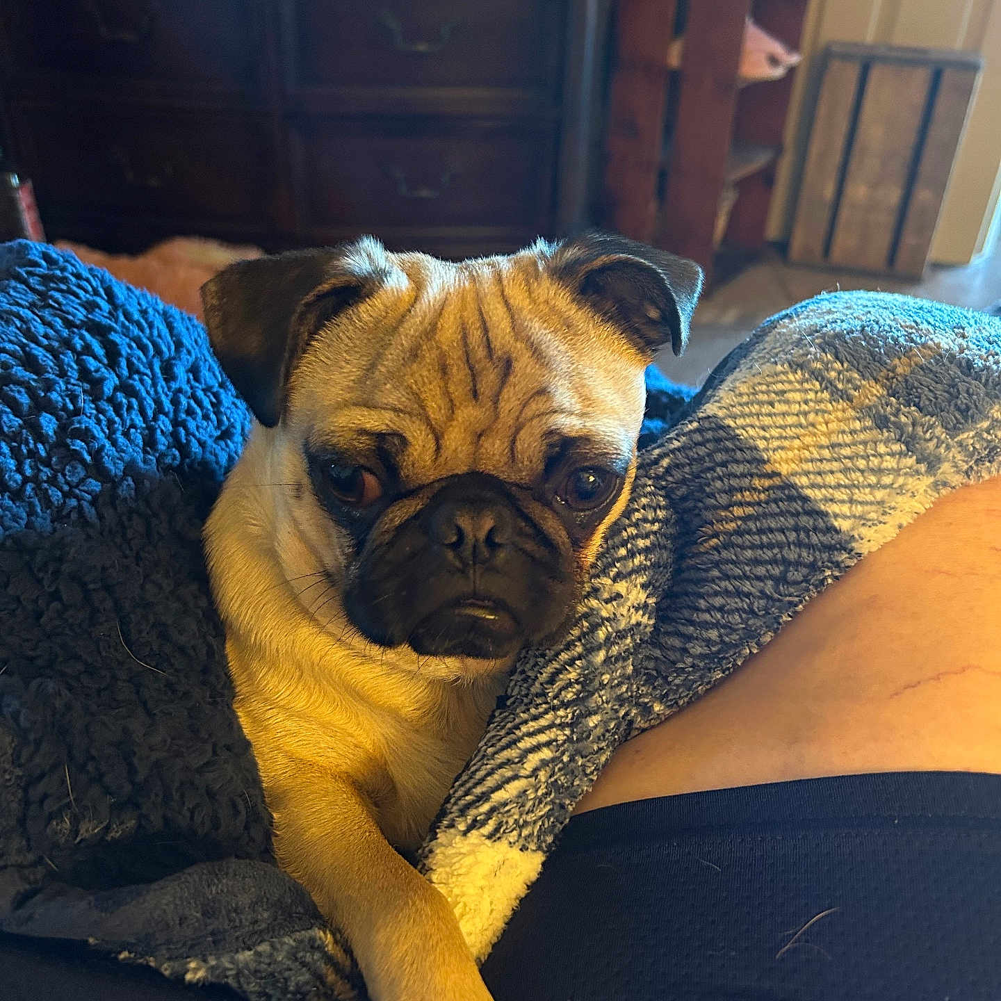 Oscar joined the competition — help win amazing prizes! pug, dog, pet, canine, portrait, close_up, grumpy, funny, wrinkled, short_snout, floppy_ears, brown_fur, black_muzzle, sitting, lying_down, blanket, couch, indoors, living_room, sunlight