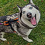 Myra is registered to the contest to win money with this photo: animal, blue_eyes, canine, companion, daylight, dog, friendly, grass, happy, harness, husky, leash, looking_up, nature, outdoor, pet, playful, smiling, tongue_out, walking