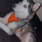 Myra joined the competition — help win amazing prizes! animal, black_couch, canine, companion, couch, dog, domestic_animal, ears, flash, fur, gray_fur, indoor, looking_up, orange_harness, paw, pet, relaxed, siberian_husky, side_view, white_fur