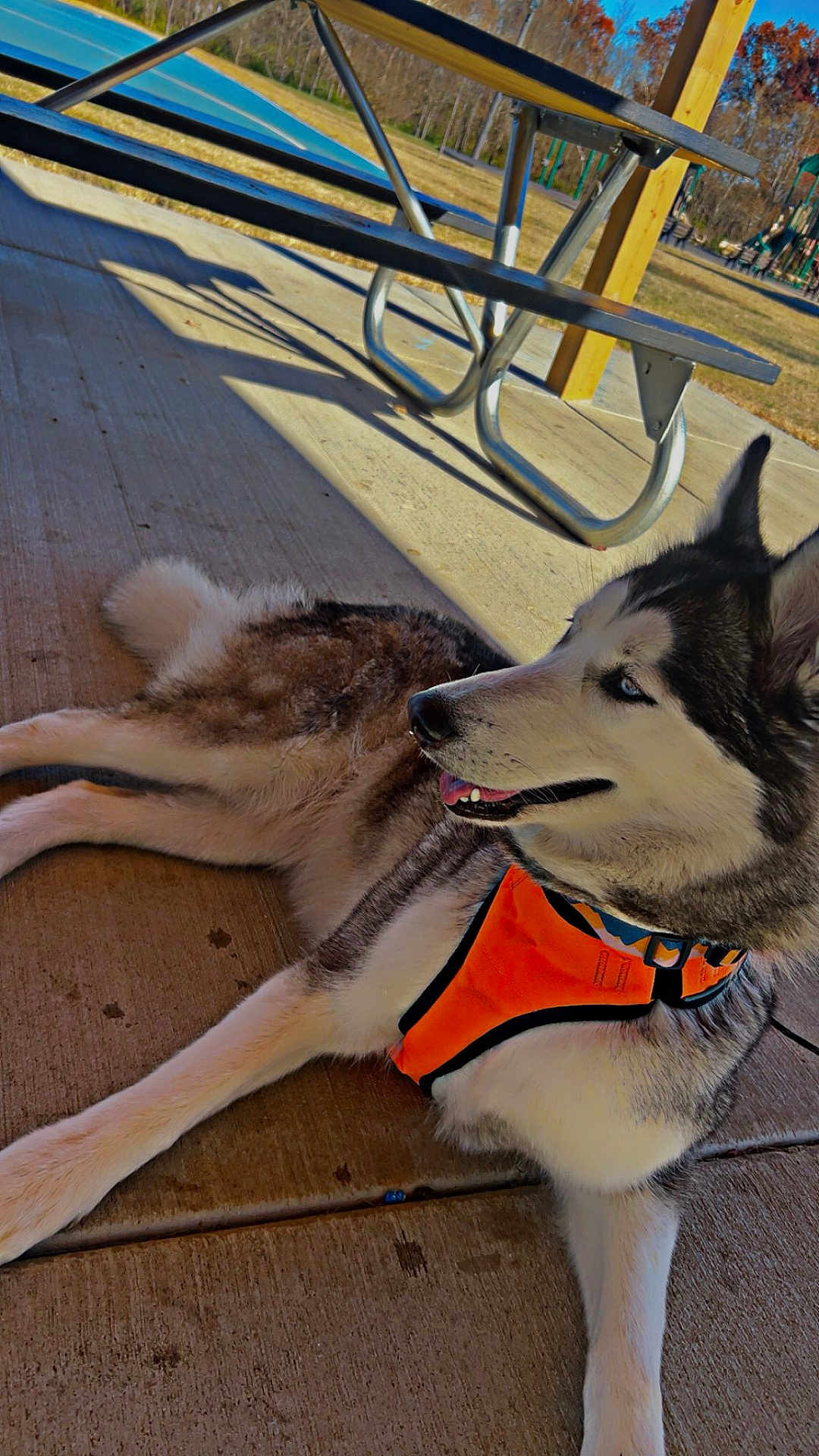 Myra is registered to the contest to win money with this photo: animal, blue_eyes, canine, concrete, daylight, dog, fur, grass, husky, leisure, orange_harness, outdoor, park, pet, picnic_table, playground, relaxed, shadow, side_view, trees