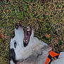 Myra joined the competition — help win amazing prizes! animal, blue_eyes, canine, close_up, dog, fur, grass, happy, leaf, lying_down, muzzle, nature, orange_harness, outdoor, panting, pet, playful, siberian_husky, smile, tongue