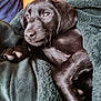 Mollie is registered to the contest to win money with this photo: puppy, dog, black_fur, blanket, cozy, snuggling, pet, animal, fur, cute, indoors, resting, soft_texture, warm_colors, napping, paw, fur_texture, comfort, relaxation, closeup
