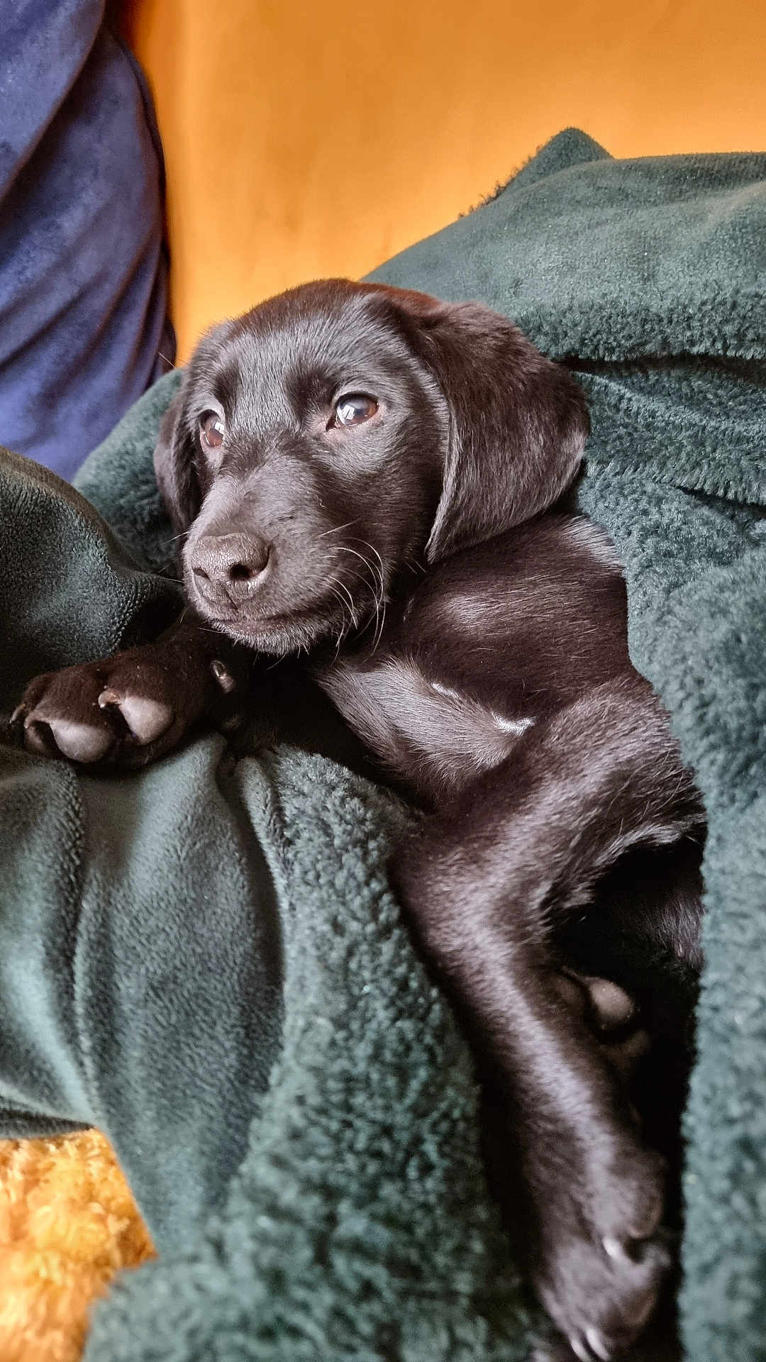 Mollie is registered to the contest to win money with this photo: puppy, dog, black_fur, blanket, cozy, snuggling, pet, animal, fur, cute, indoors, resting, soft_texture, warm_colors, napping, paw, fur_texture, comfort, relaxation, closeup