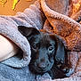 Mollie is registered to the contest to win money with this photo: puppy, dog, black_dog, pet, snuggling, robe, cozy, soft_texture, indoor, close_up, cute, sleepy, warm_lighting, human_arm, comfort, animal, face, fur, resting, portrait