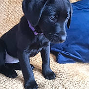 Mollie joined the competition — help win amazing prizes! puppy, dog, black_dog, collar, purple_collar, blanket, beige_blanket, blue_cloth, indoor, pet, young_dog, sitting, fur, animal, cute, small_dog, canine, companion, resting, soft_texture