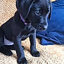 puppy, dog, black_dog, collar, purple_collar, blanket, beige_blanket, blue_cloth, indoor, pet, young_dog, sitting, fur, animal, cute, small_dog, canine, companion, resting, soft_texture