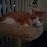 Max is registered to the contest to win money with this photo: aegean_cat, carnivoran, cat, cat_like_mammal, domestic_short_haired_cat, european_shorthair, kitten, small_to_medium_sized_cats, tabby_cat, tail, whiskers