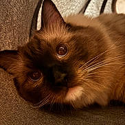 Chibi joined the competition — help win amazing prizes! animal, blue_eyes, cat, close_up, cozy, curious, cute, fabric, feline, fur, indoor, mammal, pet, portrait, relaxed, snug, soft_texture, tunnel, warm_lighting, whiskers