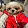 Cookie