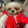 Cookie participe au concours pour gagner de l'argent avec cette photo : dog, puppy, red_jacket, coat, pet, cute, fluffy, indoor, cable_knit_sweater, hand, sitting, fur, small_dog, casual, warm_clothing, domestic_animal, companion, adorable, portrait, cozy
